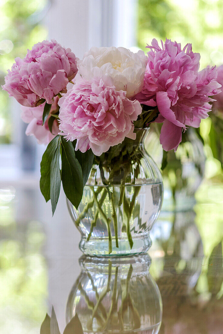 Rosa und weiße Pfingstrosen in einem Haus in Godalming, Surrey, UK