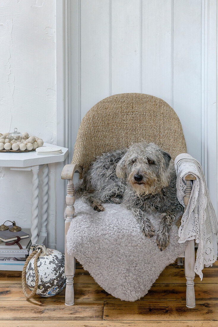 Hund auf kleinem Stuhl in Marazion Strandhaus Cornwall UK