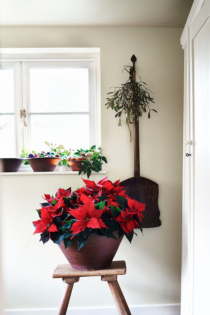 Roter Weihnachtsstern (Euphorbia pulcherrima) mit Mistel und Schaufel in einem Landhaus in Shropshire England UK