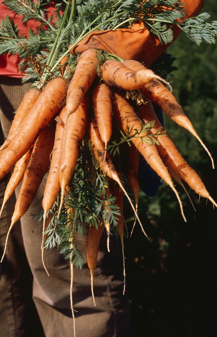 Mann hält einen Bund frisch geerntete Karotten