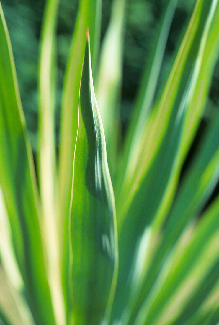 Grün und weiß gefärbte schwertartige Blätter der Furcraea foetida 'Mediopicta'