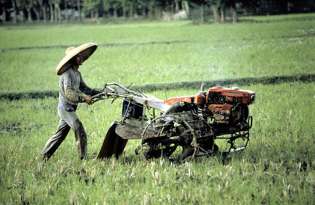Man Plowing in a Rice Field