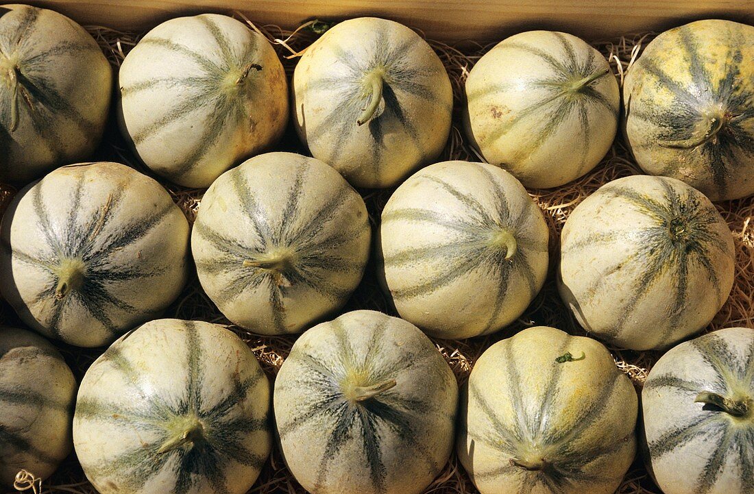 Viele Charentais-Melonen (Ausschnitt)