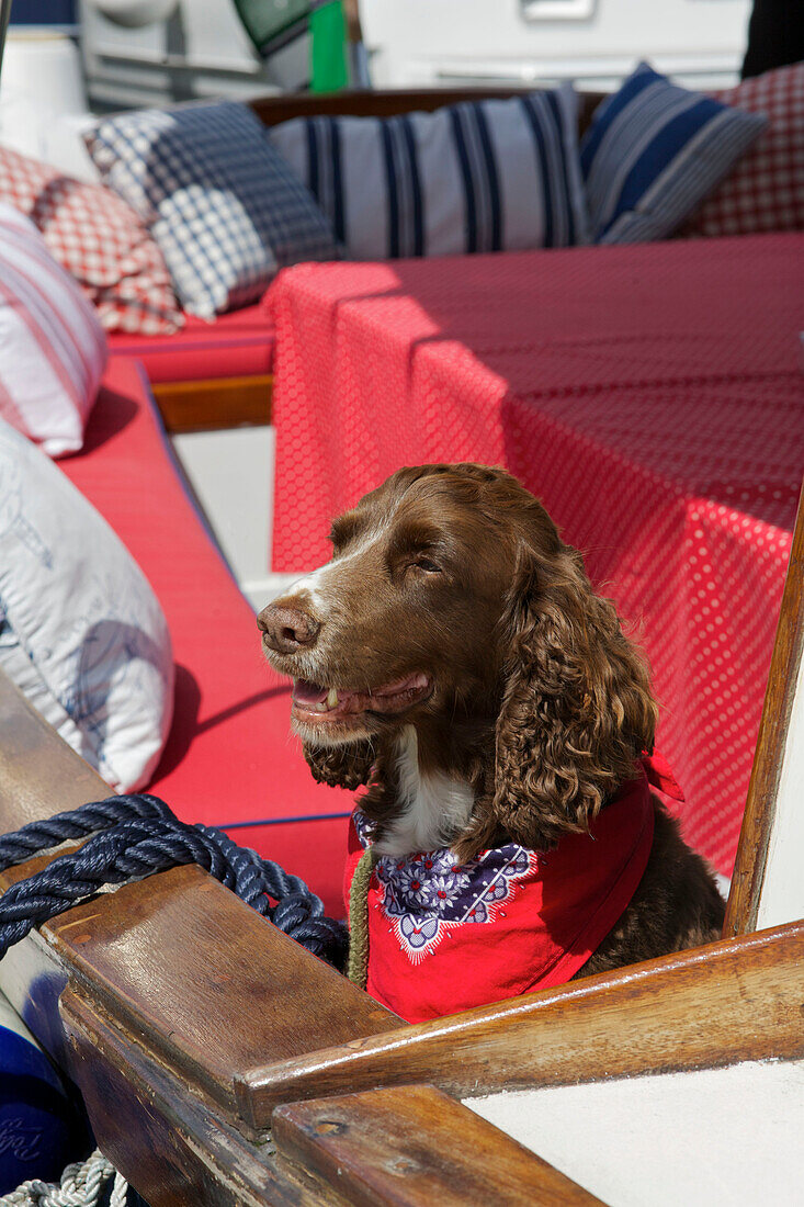 Hund mit Halstuch auf dem Deck eines Picknick-Boots in Dartmouth, Devon, England, UK