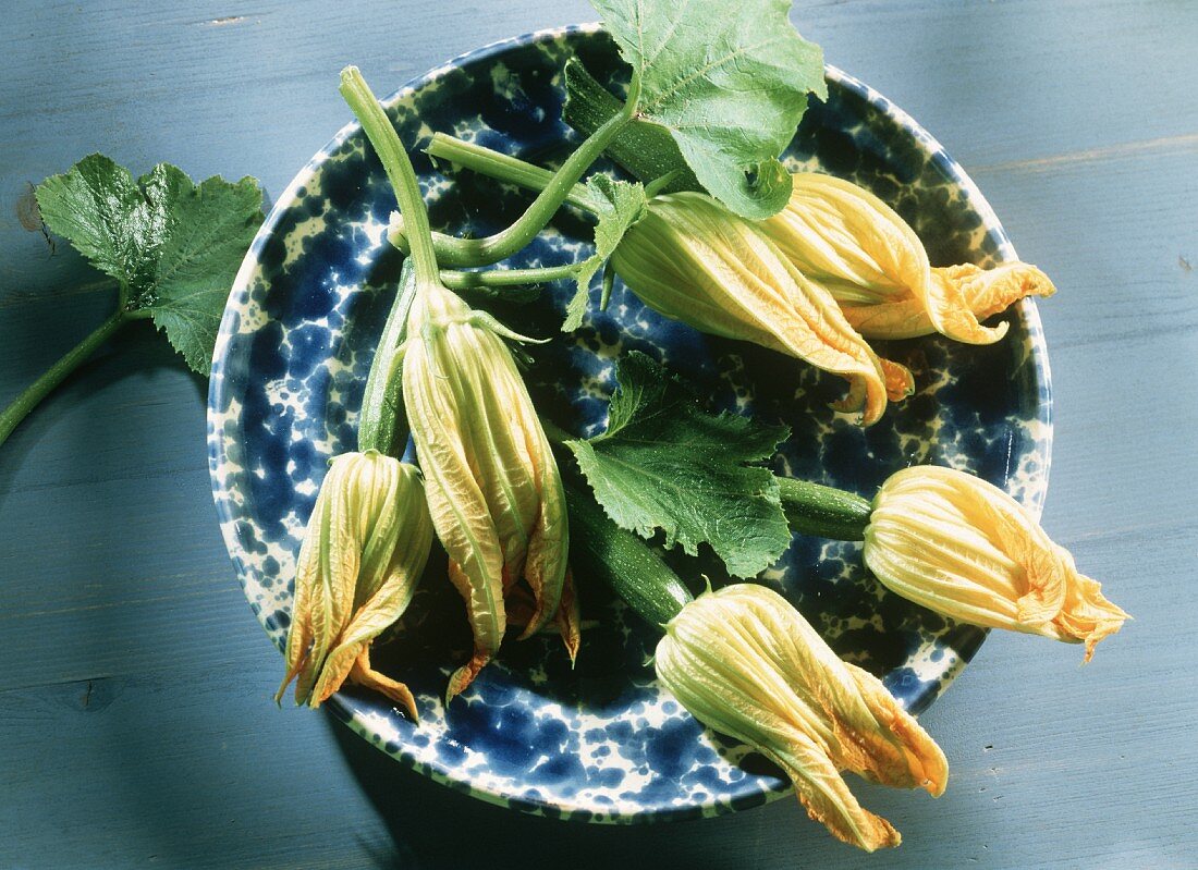 Zucchini Blossoms on a Blue Plate