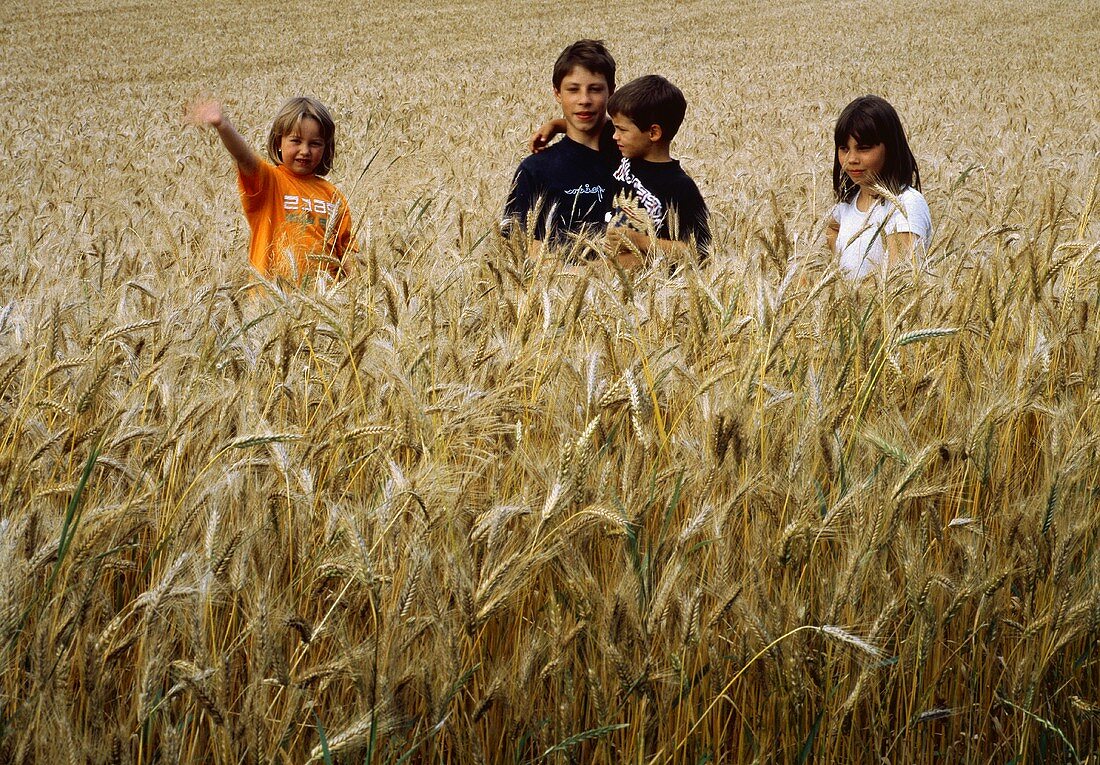 Four Children in a Wheat Field