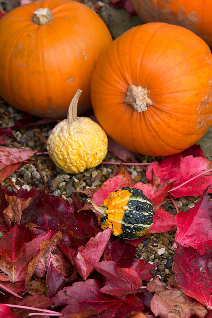 Pumpkins and fallen leaves in London garden,  Autumn,  England,  UK