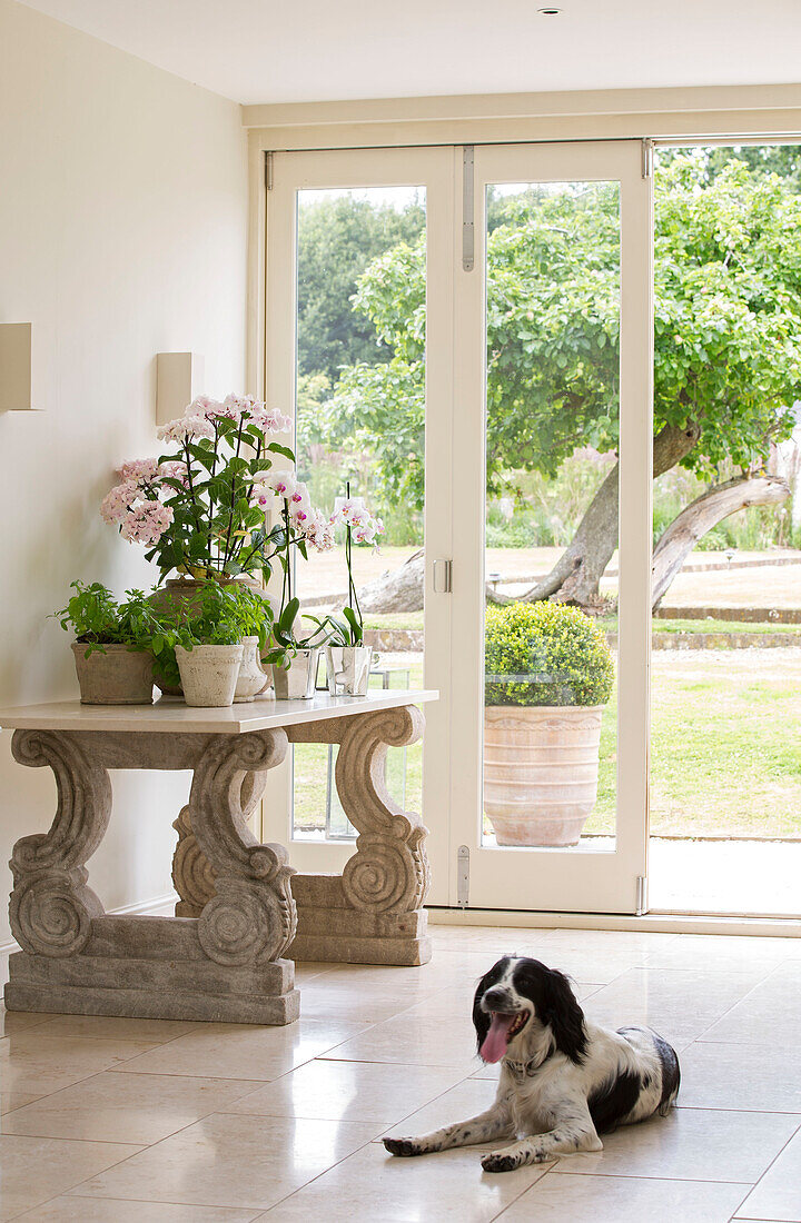 Dog panting on floor near decorative table with houseplants in detached Sussex country house UK