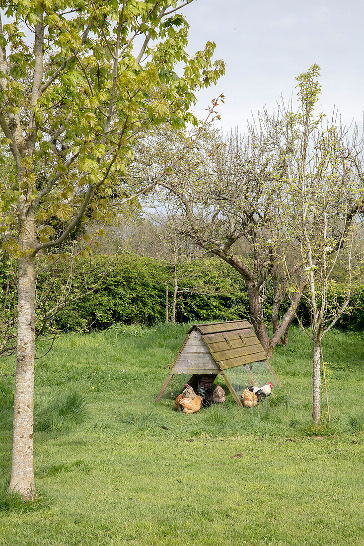 Hühnerstall im Obstgarten eines Hauses in Hampshire UK