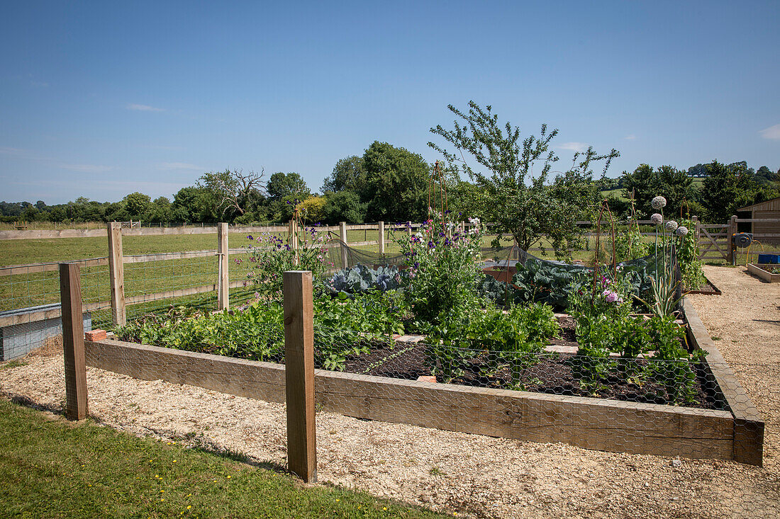 Erhöhter Gemüsegarten in Somerset, UK