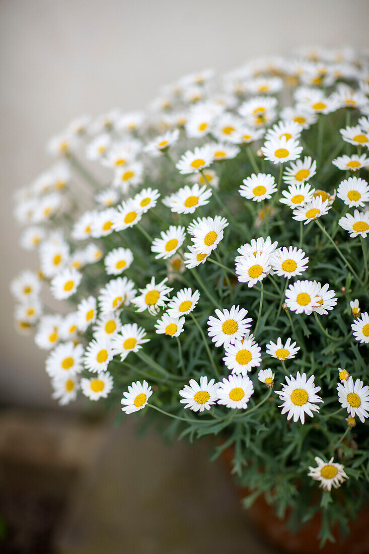 Daisies (Bellis perennis) in West Sussex garden UK