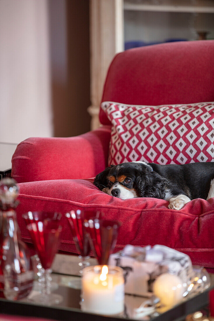 King Charles Cavalier Spaniel auf rotem Samtsofa in georgianischem Landhaus, das unter Denkmalschutz steht West Sussex UK