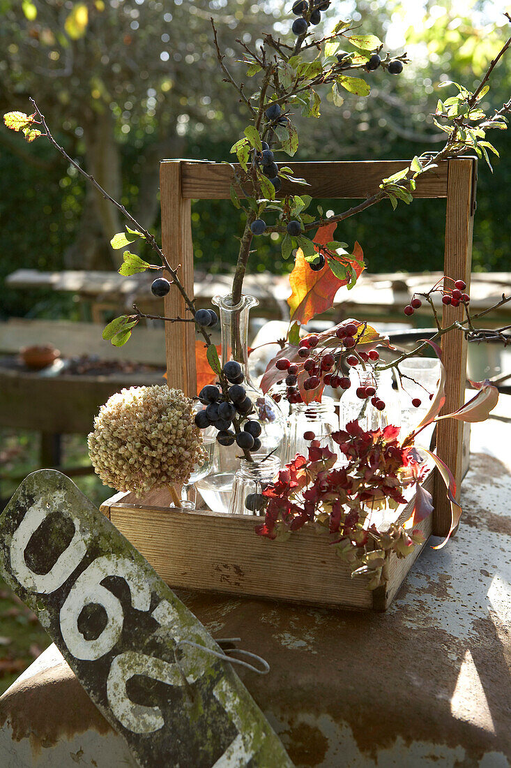 Herbstbeeren und Blätter in Holzkiste mit Nummernschild Isle of Wight, UK