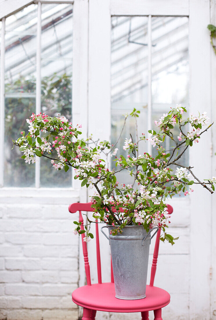 Metal bucket with branches of blossom om bright pink chair in greenhouse