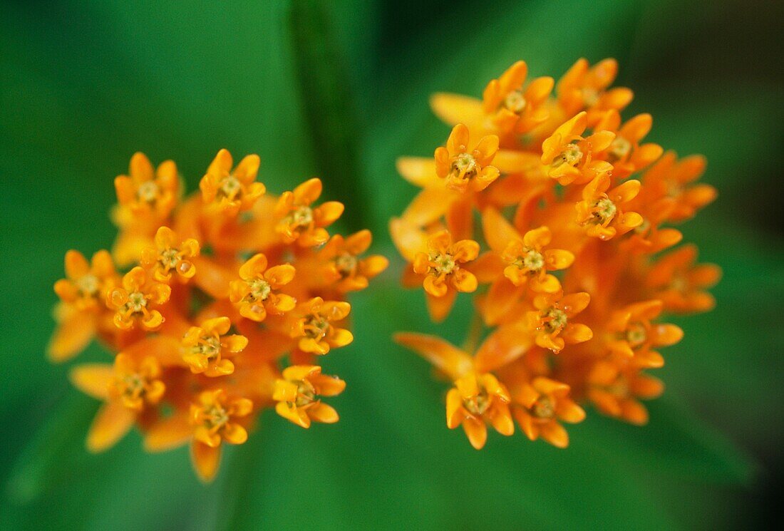 Close up of bright orange flower Asclepias tuberosa (North American butterfly weed)