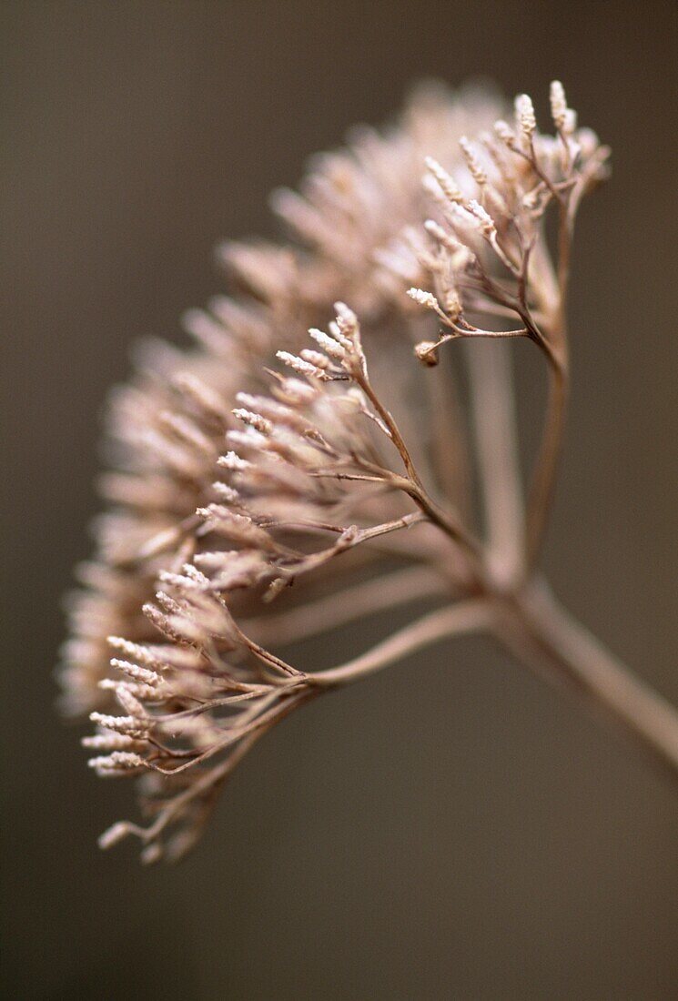 Winter flower heads in urban wildlife garden London