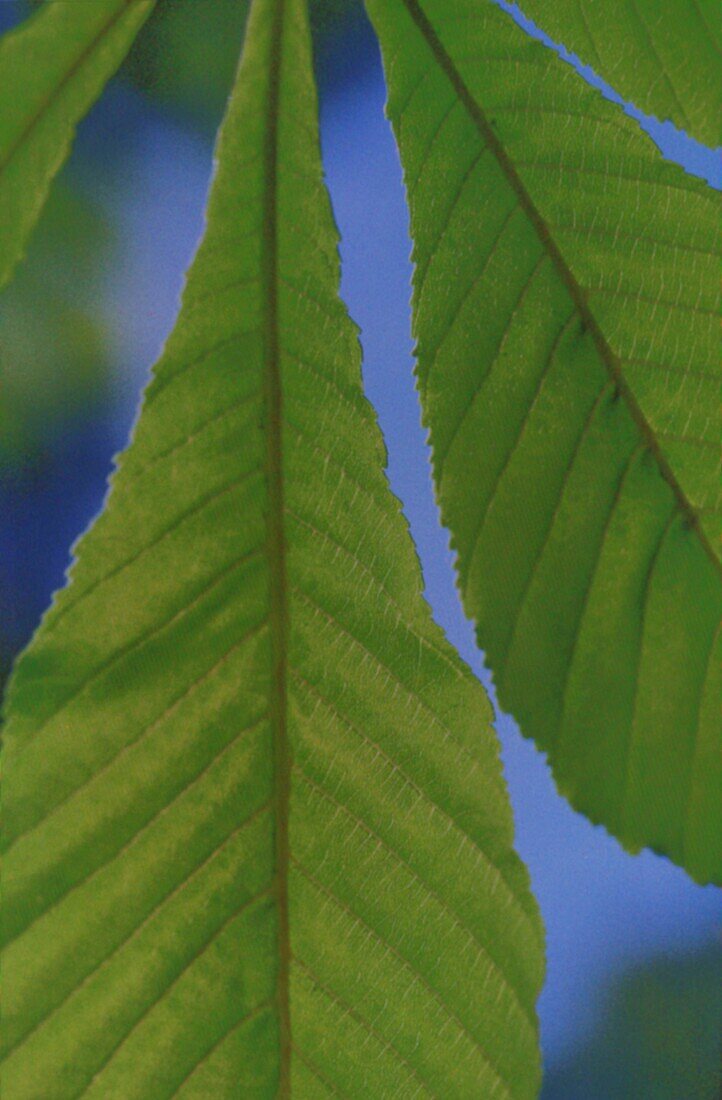 Nahaufnahme eines Rosskastanienblatts vor blauem Himmel