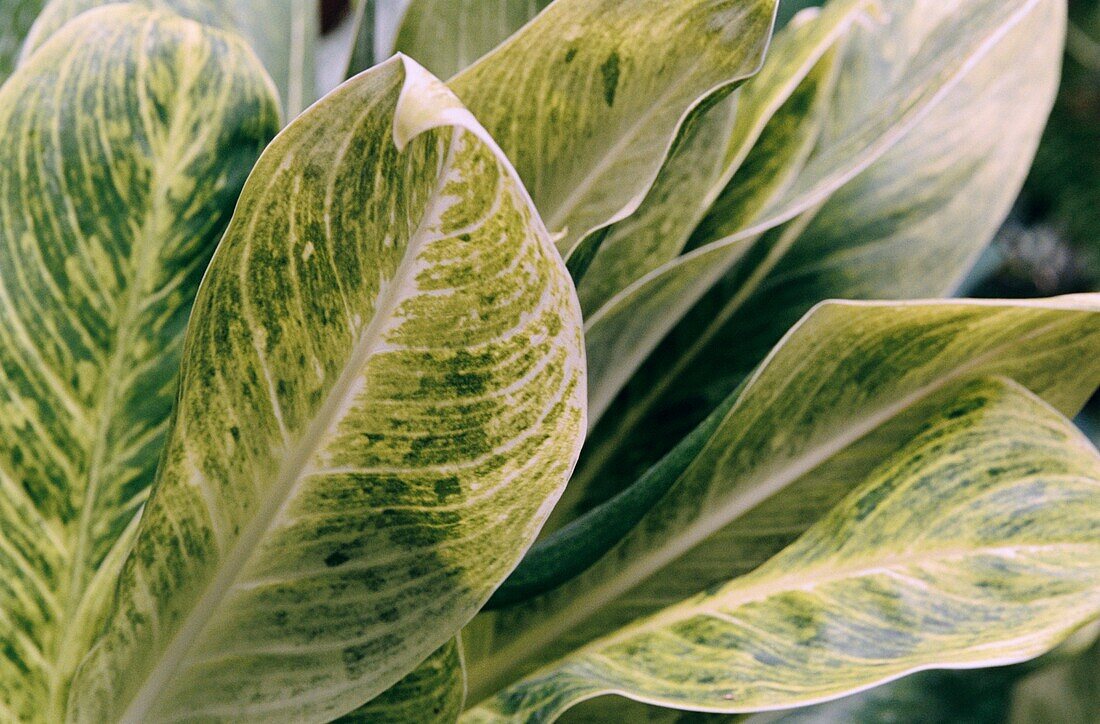 Dieffenbachia - Dumb Cane