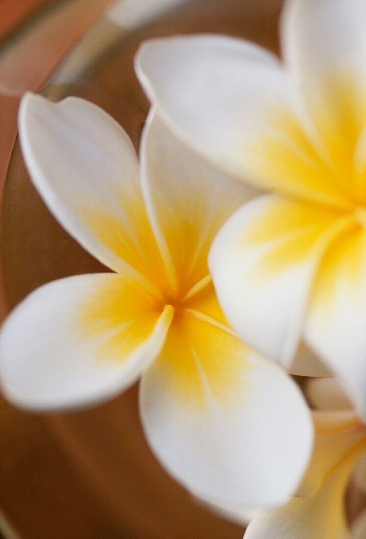 Detail einer Frangipani-Blüte in einer Schale