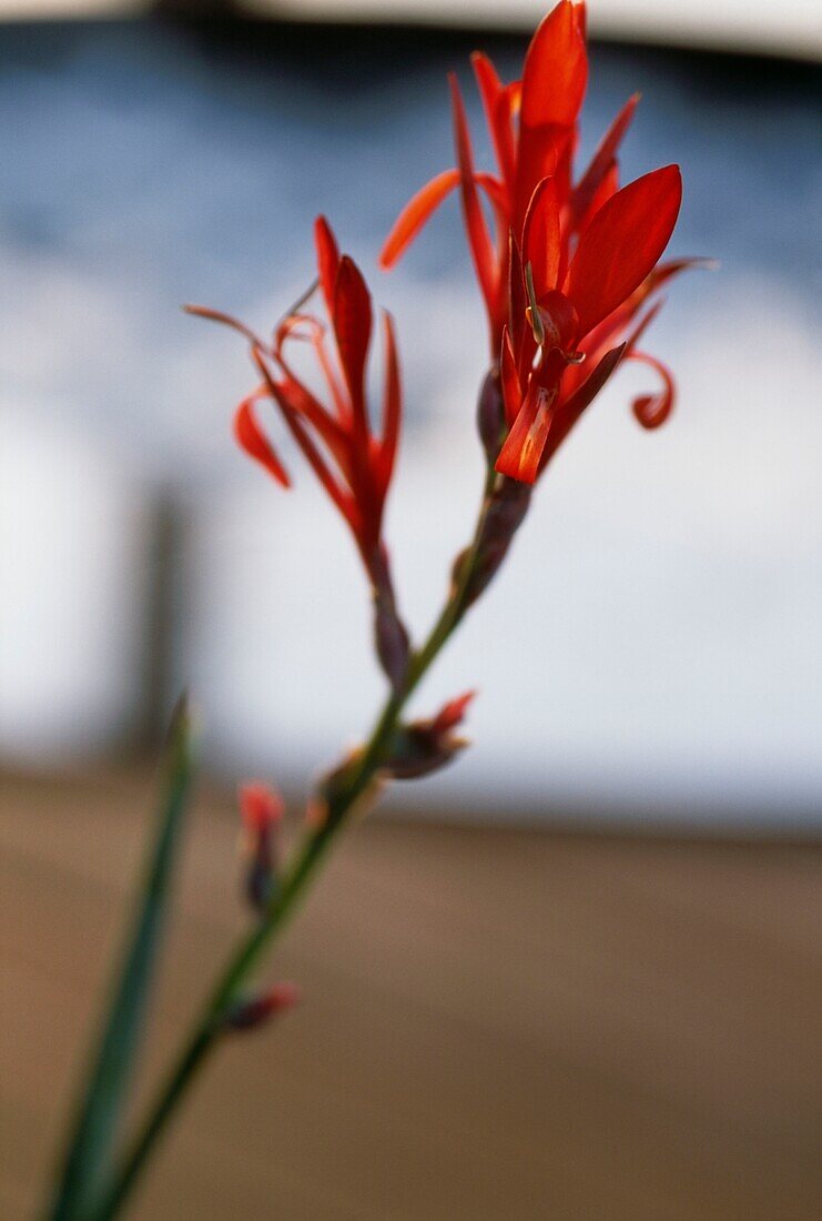 Orange lily with hot tub behind