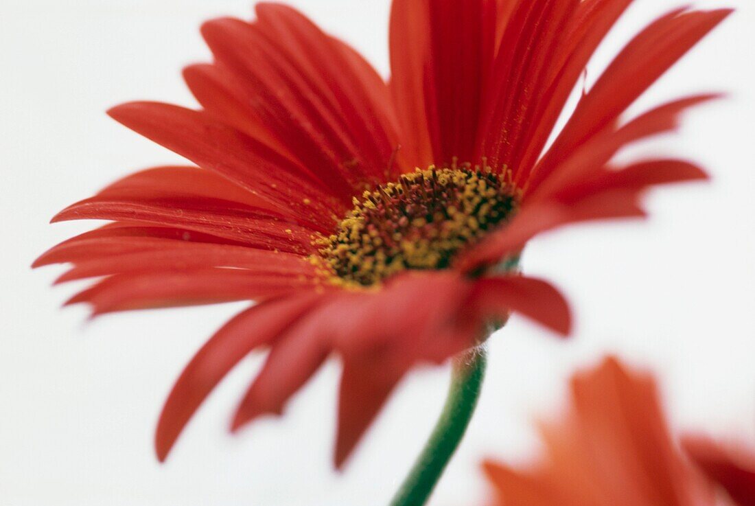 Gerbera jamesonii - Barbeton daisy