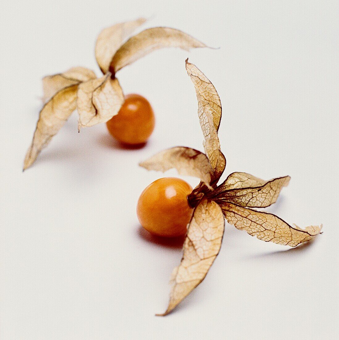 Kapstachelbeere - Physalis