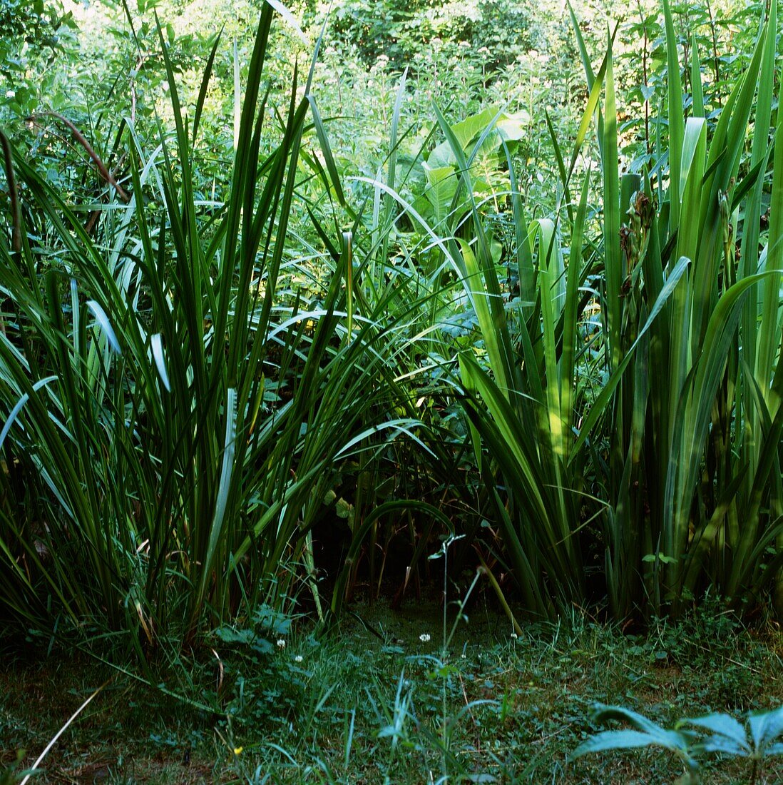 Overgrown pond area in Urban wildlife garden London