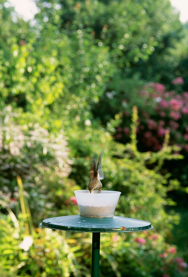 Bird (House Sparrow) feeding from bird table in Urban wildlife garden London