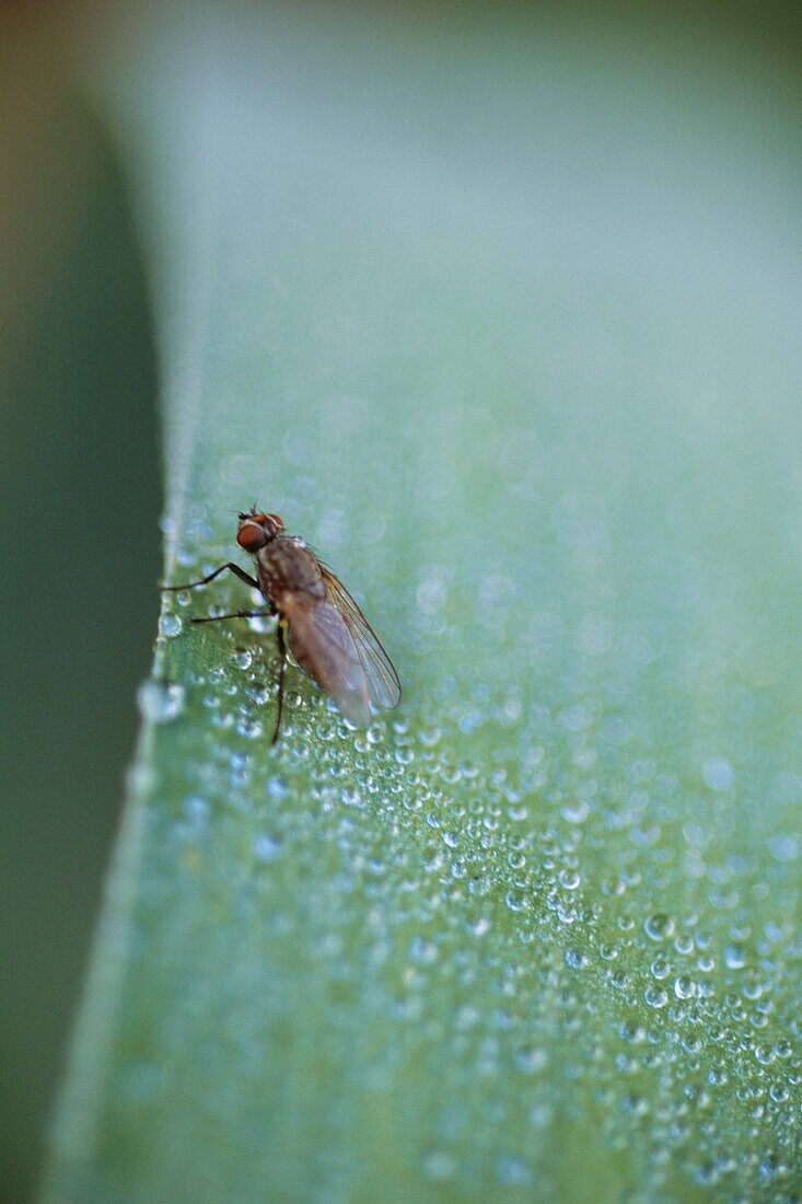 Fliege auf feuchtem Blatt im städtischen Wildnisgarten London