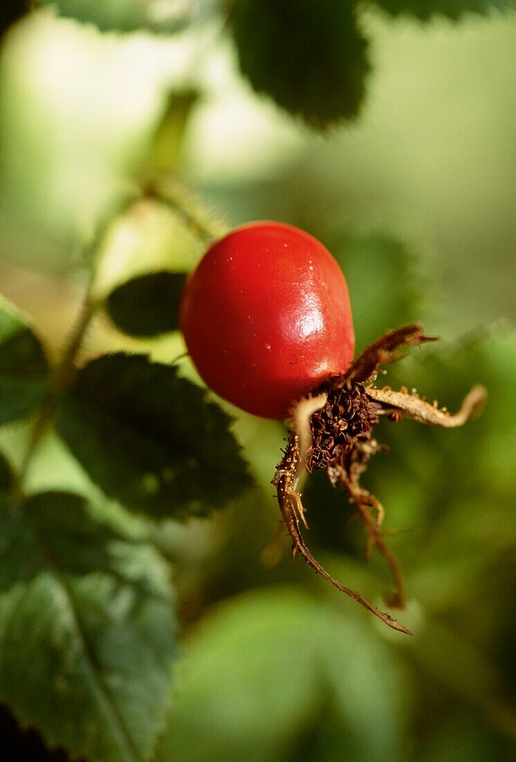 Red seedhead of wild rose in urban wildlife garden