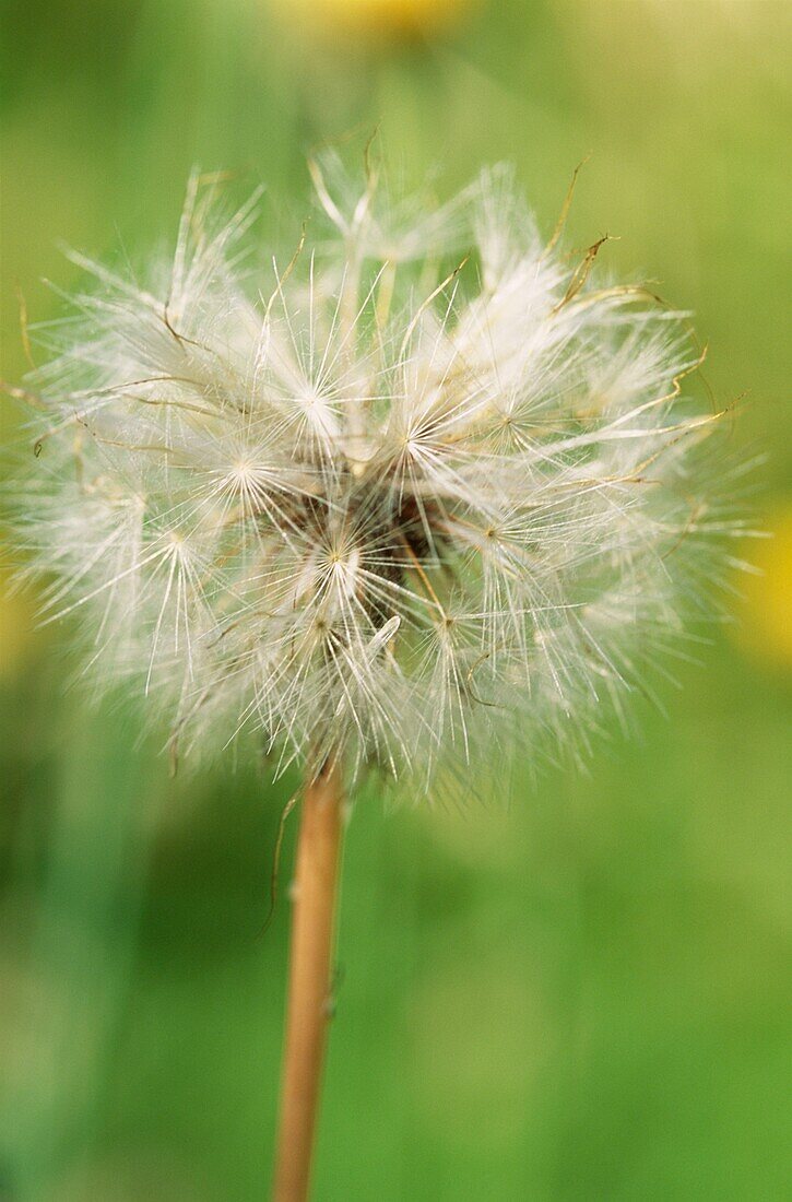 Seed head of a Dandelion