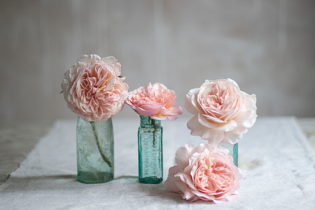 Still life of roses in vintage bottles