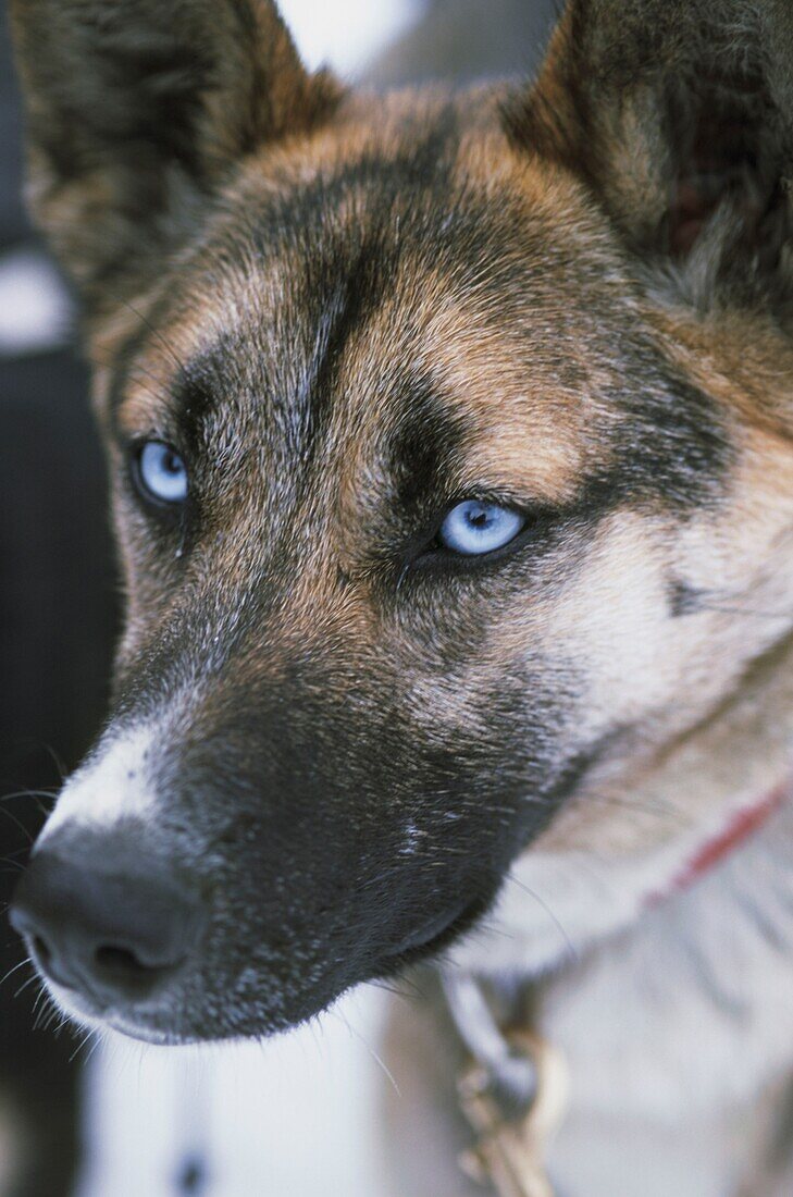 Close up of working dogs on a dog sledding tour