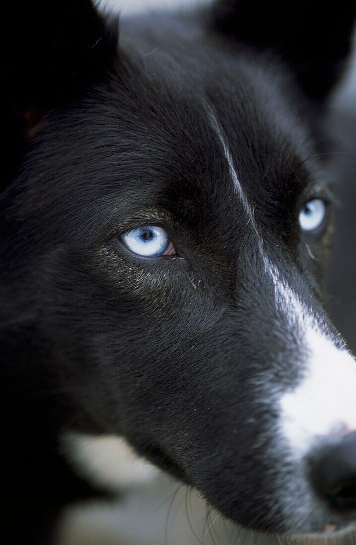 Close up of working dogs on a dog sledding tour