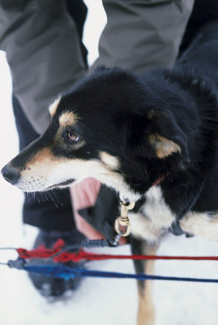 Working dogs on a dog sledding tour in Whistler Canada