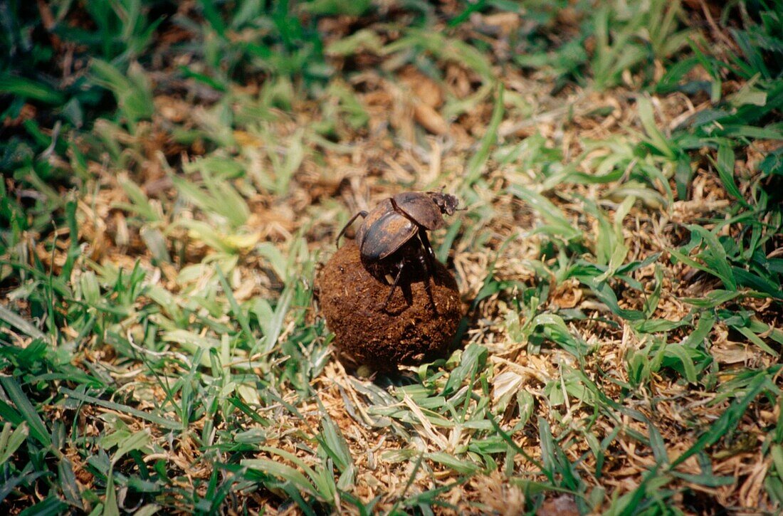 Dung beetle rolling a ball of dung