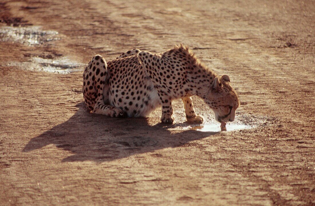 Cheetah drinking from a puddle on a game reserve