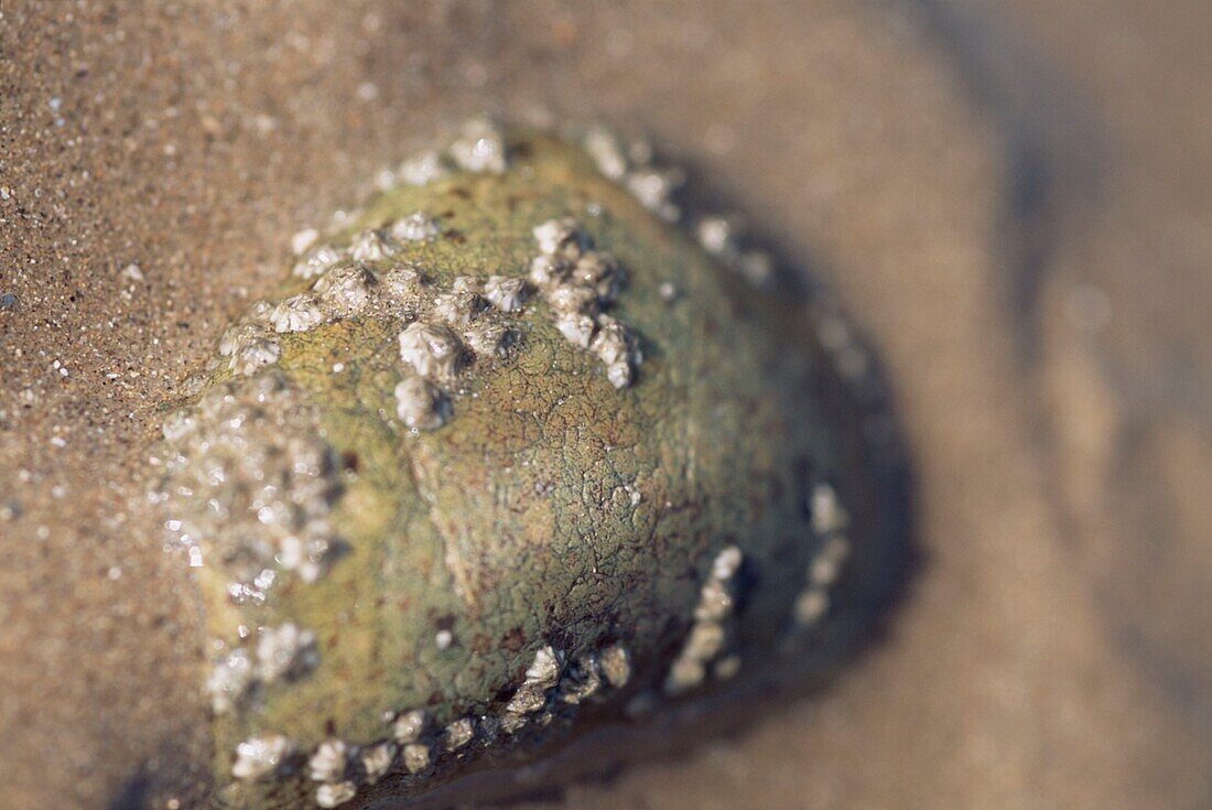 Detail of a barnacle covered stone on the beach