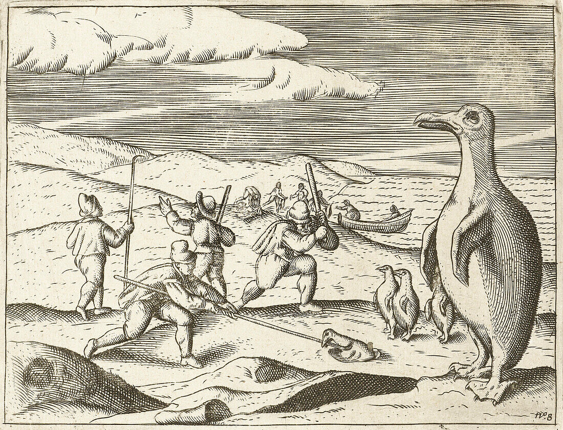 Group hunting penguins, 17th century illustration