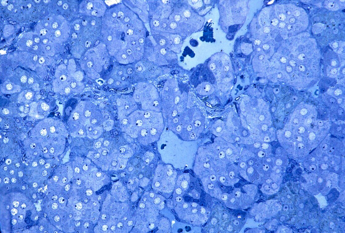 Adrenal gland medulla, light micrograph