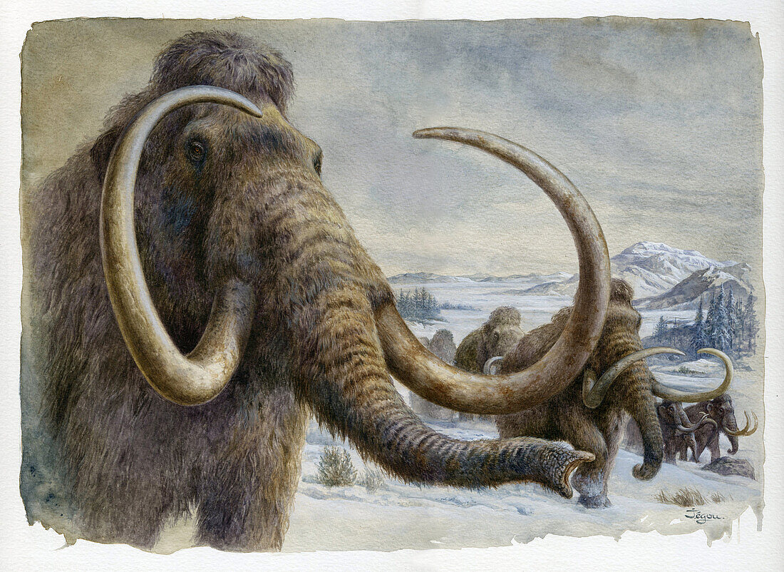 Woolly mammoths, illustration