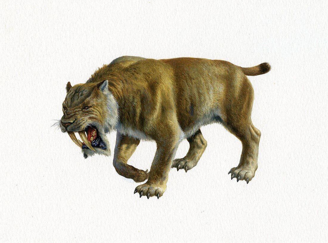 Thylacosmilus prehistoric mammal, illustration