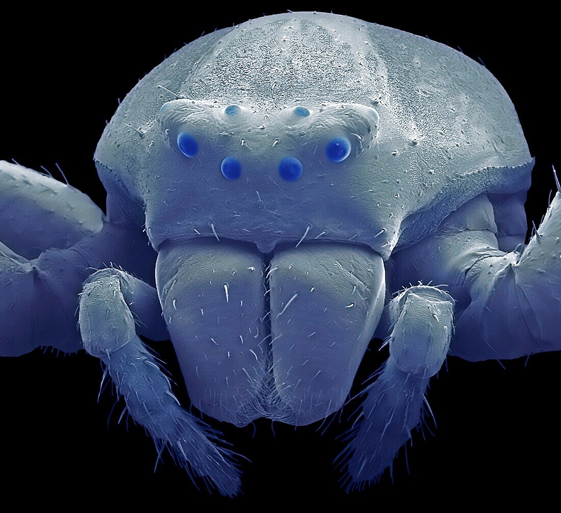 Crab spider, SEM