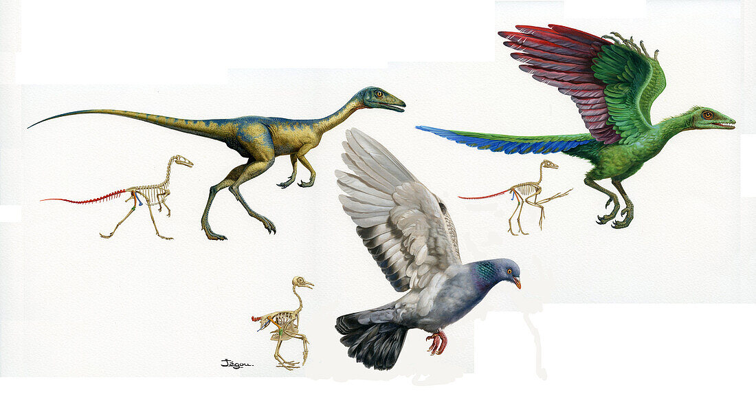 Evolution of birds, illustration