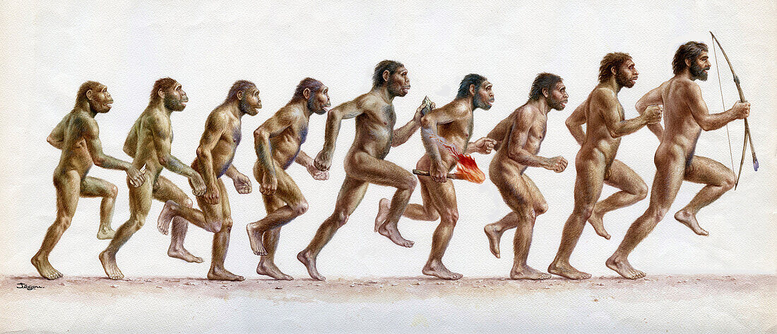 Stages in human evolution, illustration