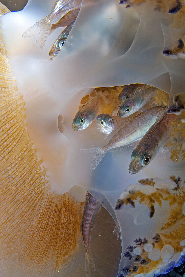Atlantic horse mackerel fishes hiding in jellyfish