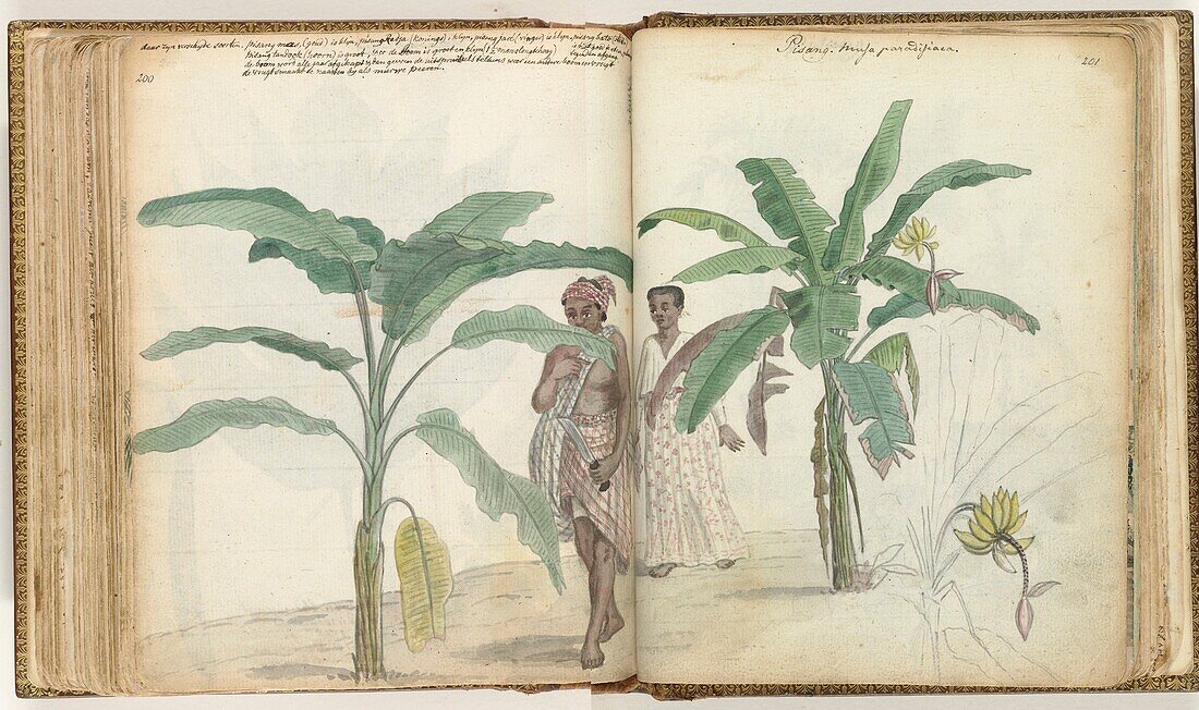 Banana tree, 18th century illustration