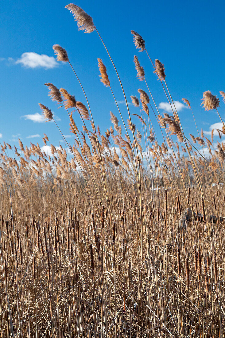 Invasive phragmites crowding out native cattails