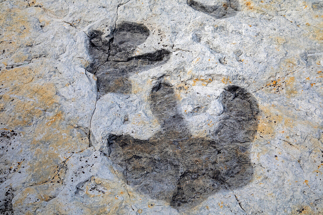 Hadrosaur tracks at Dinosaur Ridge, Morrison, Colorado, USA