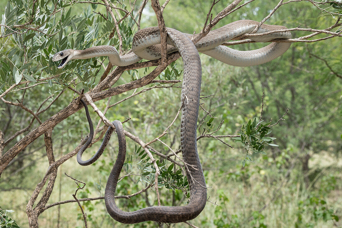 Black mamba in a tree performing a threat display
